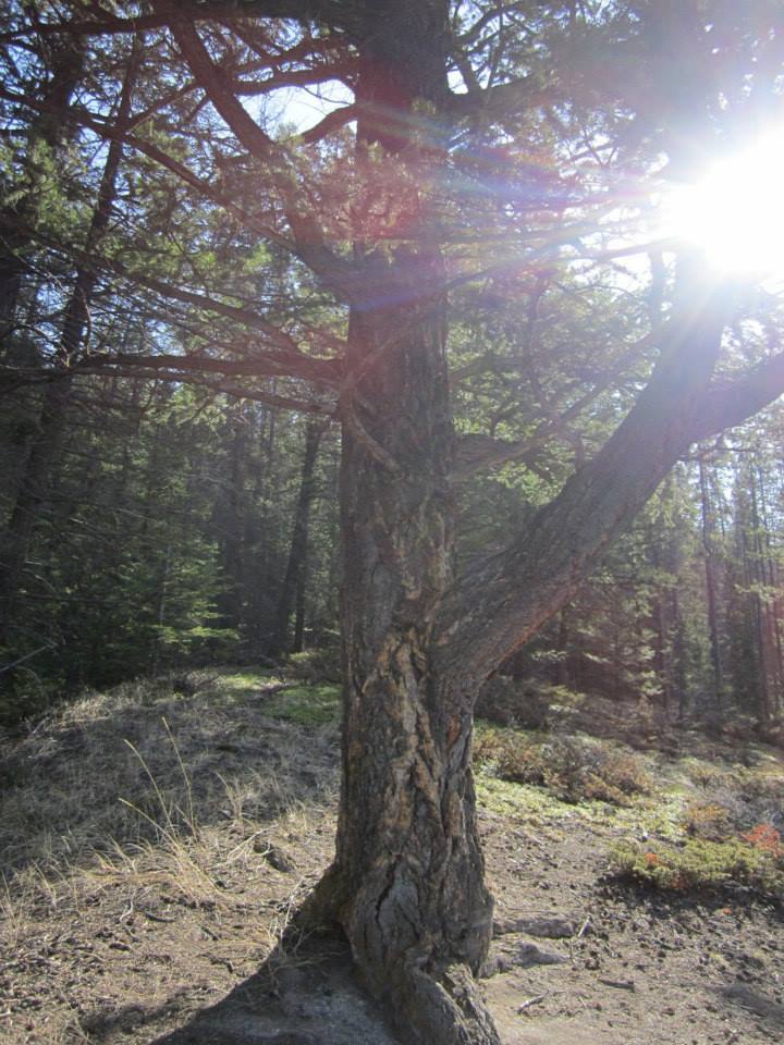 2012 This Tree This Life